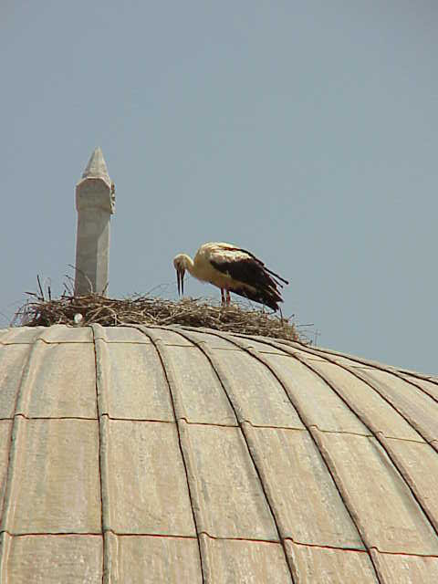 	Stork	Green Mosque	Iznik